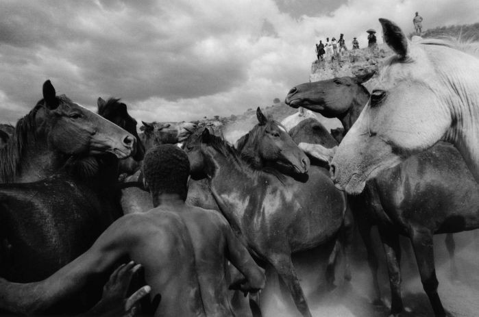 Ulrich Mack: "Wildpferde in Kenia", 1964 © Ulrich Mack, Hamburg. Aus der Ausstellung AUGEN AUF! - 100 JAHRE LEICA-FOTOGRAFIE, 24. Oktober 2014 bis 11. Januar 2015 in den Deichtorhallen Hamburg / Haus der Photographie.